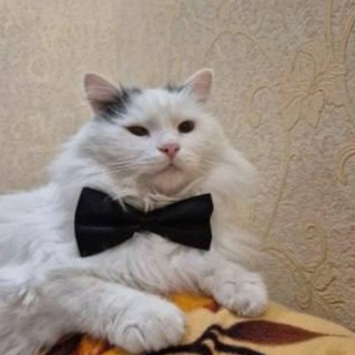 Іконка Telegram каналу єКотики🐱