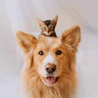 Іконка Telegram каналу ДІМ ДЛЯ ТВАРИН 🇺🇦 ANIMAL HOUSE