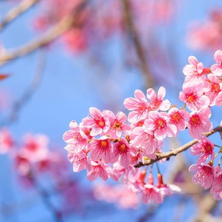 Іконка Telegram каналу Естетика 🌸 🦋 🌄 | Картинки, фото - заставки та шпалери | Pictures Wallpaper