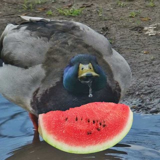 Іконка Telegram каналу 🍉 Ммммммм, мєми мої мєми 🇺🇦 #УкрТґ