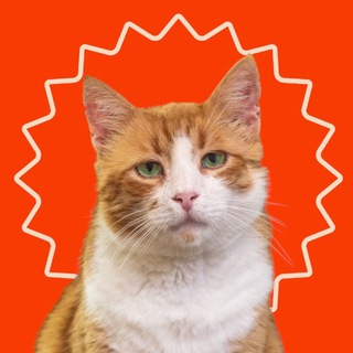 Іконка Telegram каналу cat house odesa