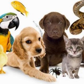 Іконка Telegram каналу Тварини України 🇺🇦| Pets UA