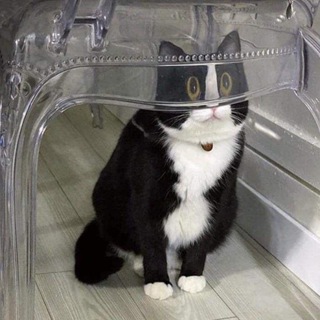 Іконка Telegram каналу Catcore