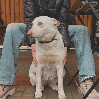 Іконка Telegram каналу 🐶Бєлка і Юля