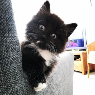 Іконка Telegram каналу All cats are crazy(¿or not?)