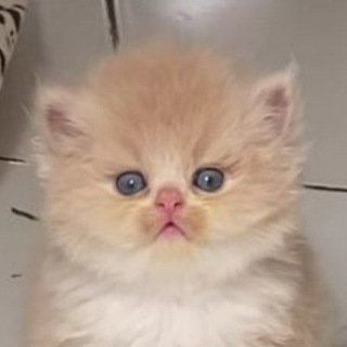 Іконка Telegram каналу doriremo💕🌸🍰🎀