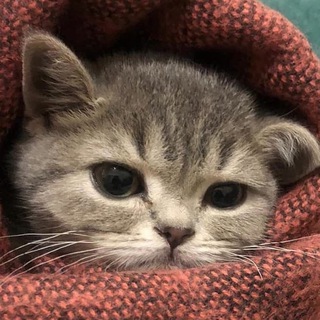 Іконка Telegram каналу CATsWORLD😻❤️🇺🇦