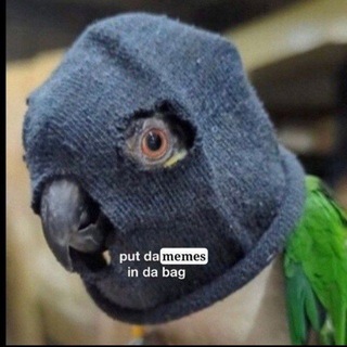 Іконка Telegram каналу Папук поцупив🦜